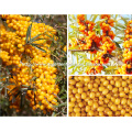 2017 alta qualidade sea buckthorn vender